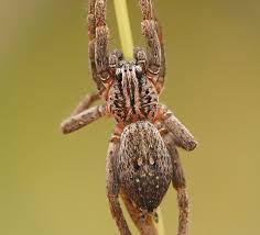 Attēlu rezultāti vaicājumam “Miturgidae”