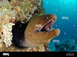 Image result for Muraena helena