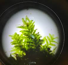 Attēlu rezultāti vaicājumam “Fissidens osmundoides”