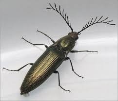 Attēlu rezultāti vaicājumam “Ctenicera pectinicornis male”