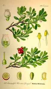 Attēlu rezultāti vaicājumam “Arctostaphylos uva-ursi”