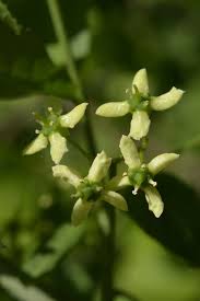Attēlu rezultāti vaicājumam “Euonymus europaeus flower”