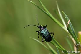 Attēlu rezultāti vaicājumam “Gaurotes virginea”