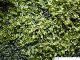 Attēlu rezultāti vaicājumam “Lophocolea coadunata”