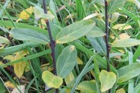 Attēlu rezultāti vaicājumam “Salix x doniana”