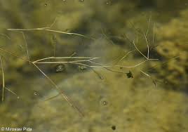 Attēlu rezultāti vaicājumam “Stuckenia pectinata”