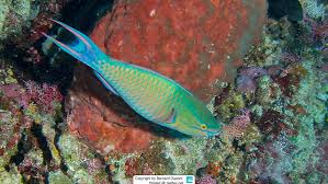 Image result for Scarus fuscopurpureus