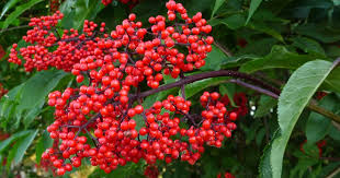 Attēlu rezultāti vaicājumam “Sambucus racemosa fruit”