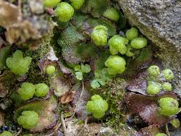 Attēlu rezultāti vaicājumam “Reboulia hemisphaerica”