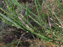 Image result for Genista tinctoria