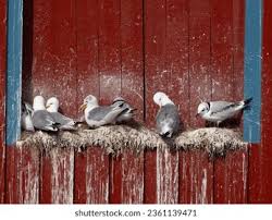 Attēlu rezultāti vaicājumam “Rissa tridactyla nest”