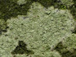 Attēlu rezultāti vaicājumam “Fellhanera subtilis”