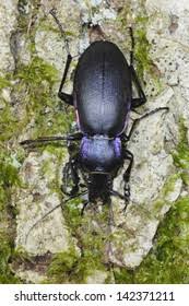 Attēlu rezultāti vaicājumam “Carabus violaceus”
