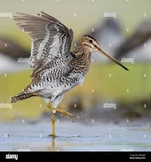 Attēlu rezultāti vaicājumam “Gallinago gallinago”