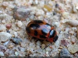 Attēlu rezultāti vaicājumam “Gonioctena viminalis”