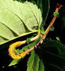 Attēlu rezultāti vaicājumam “Triphragmium ulmariae”