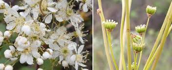 Attēlu rezultāti vaicājumam “Filipendula vulgaris bud”