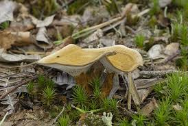 Attēlu rezultāti vaicājumam “Coltricia perennis”