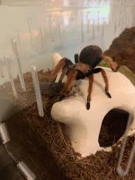 Attēlu rezultāti vaicājumam “Badhamia bethelii stalked”