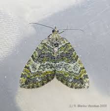 Attēlu rezultāti vaicājumam “Hydriomena furcata”