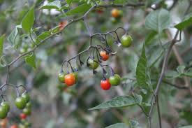 Attēlu rezultāti vaicājumam “Solanum dulcamara fruit”