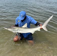 Image result for Carcharhinus isodon