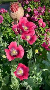 Image result for Marienglockenblumen