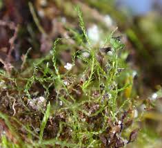 Attēlu rezultāti vaicājumam “Platydictya jungermannioides”