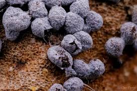 Attēlu rezultāti vaicājumam “Physarum cinereum macro”