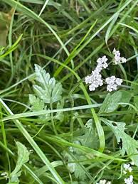 Attēlu rezultāti vaicājumam “Torilis japonica”