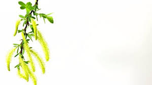 Attēlu rezultāti vaicājumam “Salix triandra male flower”