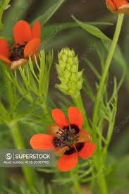 Image result for Adonis aestivalis