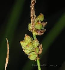 Attēlu rezultāti vaicājumam “Carex globularis”