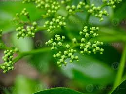 Attēlu rezultāti vaicājumam “Adoxaceae”