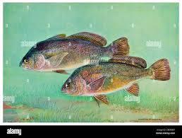 Image result for Aplodinotus grunniens