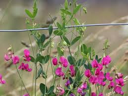 Attēlu rezultāti vaicājumam “Lathyrus tuberosus”