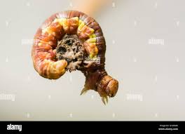 Attēlu rezultāti vaicājumam “Erannis defoliaria larva”