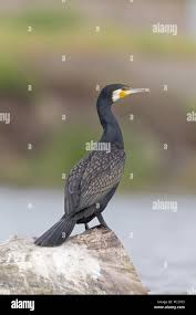 Attēlu rezultāti vaicājumam “Phalacrocorax carbo adult”