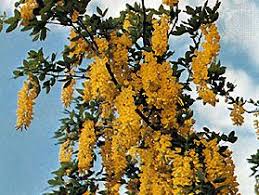 Attēlu rezultāti vaicājumam “Laburnum alpinum flower”