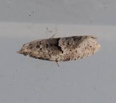 Attēlu rezultāti vaicājumam “Epinotia bilunana”