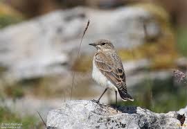Attēlu rezultāti vaicājumam “Oenanthe oenanthe juvenile”