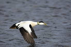 Attēlu rezultāti vaicājumam “Somateria mollissima male”