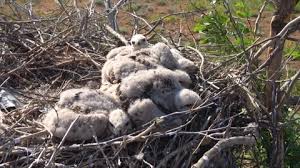 Attēlu rezultāti vaicājumam “Buteo buteo nest”