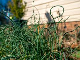 Attēlu rezultāti vaicājumam “Juncus capitatus fruit”