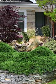 Attēlu rezultāti vaicājumam “Pinus banksiana”