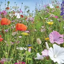 Attēlu rezultāti vaicājumam “Viola x williamsii”