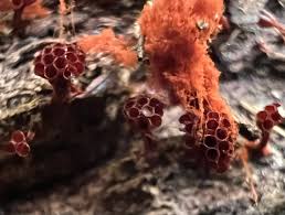 Attēlu rezultāti vaicājumam “Metatrichia vesparia”