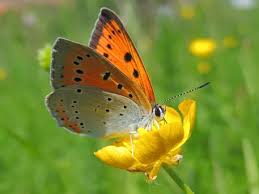 Attēlu rezultāti vaicājumam “Lycaena dispar underside”