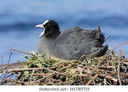 Attēlu rezultāti vaicājumam “Fulica atra nest”