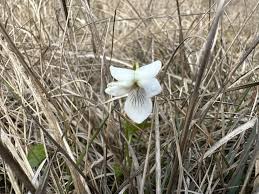 Attēlu rezultāti vaicājumam “Viola palustris”